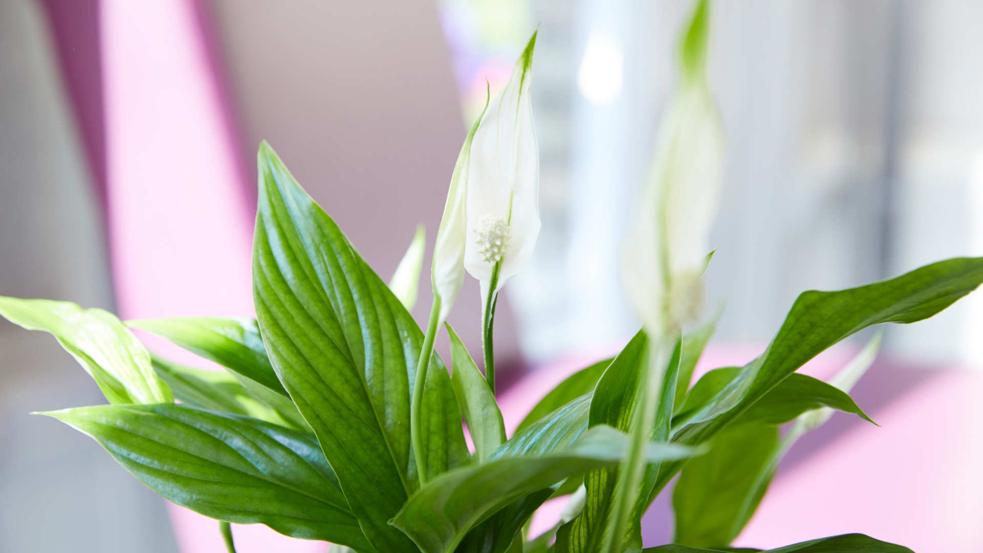 Plant at clinic