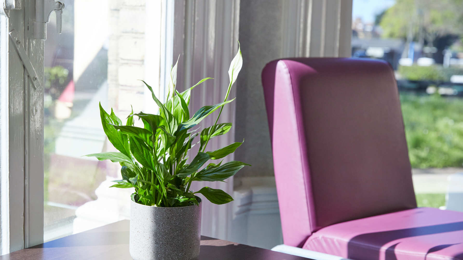 Chair and plant at clinic